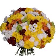 101 різнобарвна хризантема