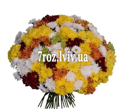 101 різнобарвна хризантема