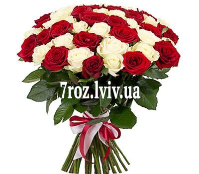 51 червоно-біла троянда