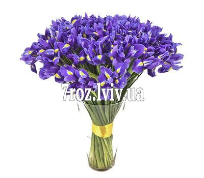 Купити 101 ірис