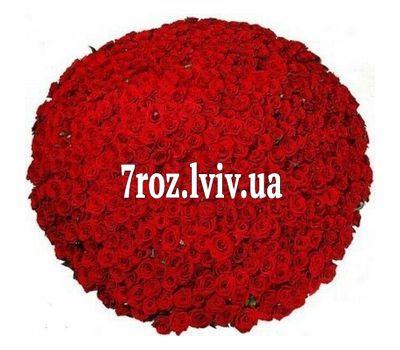 1001, червона троянда