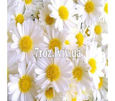 Ромашки