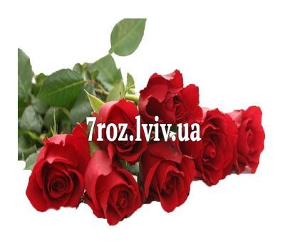 Букет із 7 імпортних метрових троянд