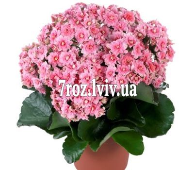 Каланхое