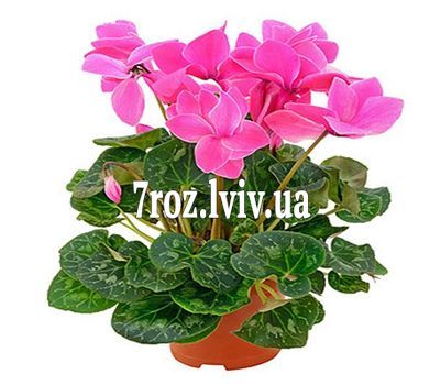 Цикламен